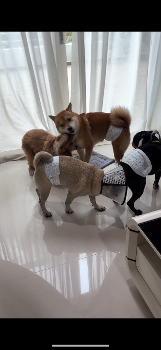 Three shibas mid-play in the Serangoon house.