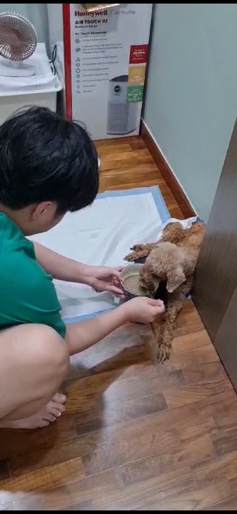 Hand-feeding a recovering poodle.