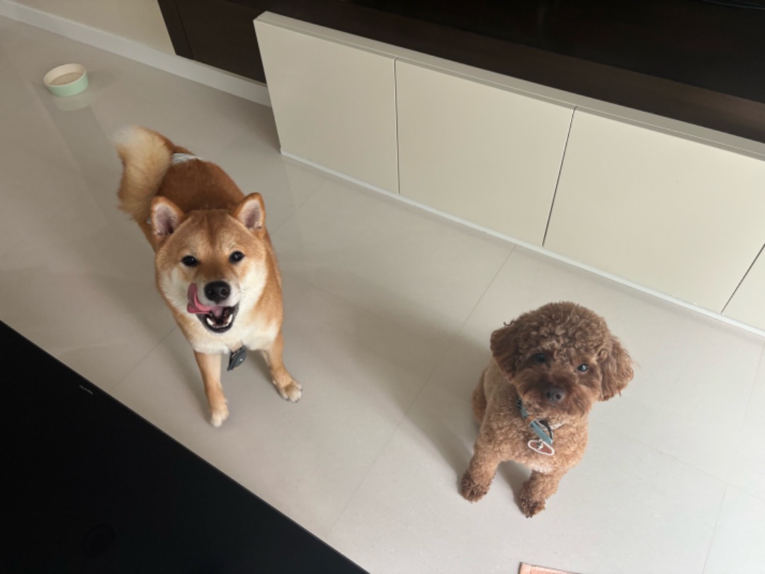 Potato & one of the Jurassic Bark guests, at home in Serangoon.