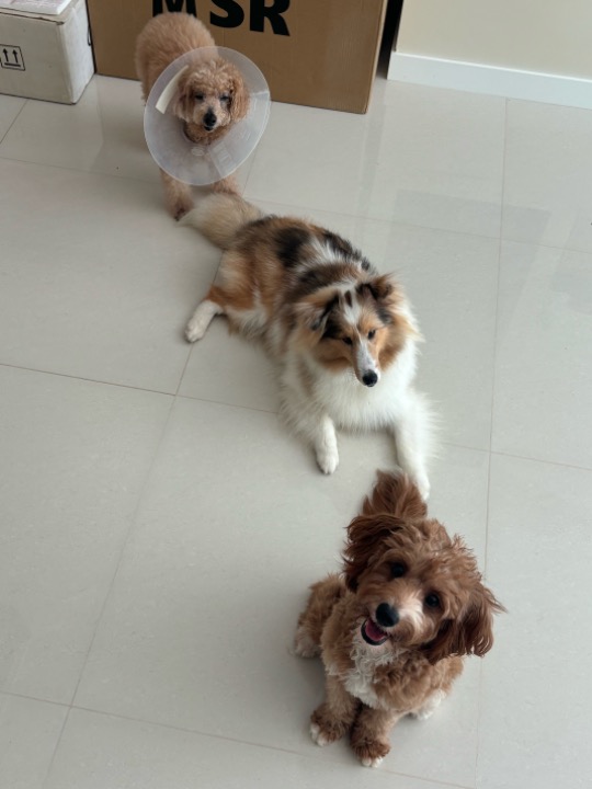 Recovering pets — cone, sheltie, poodle.