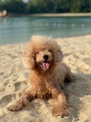 Potato, the studio's furboss, on the beach.